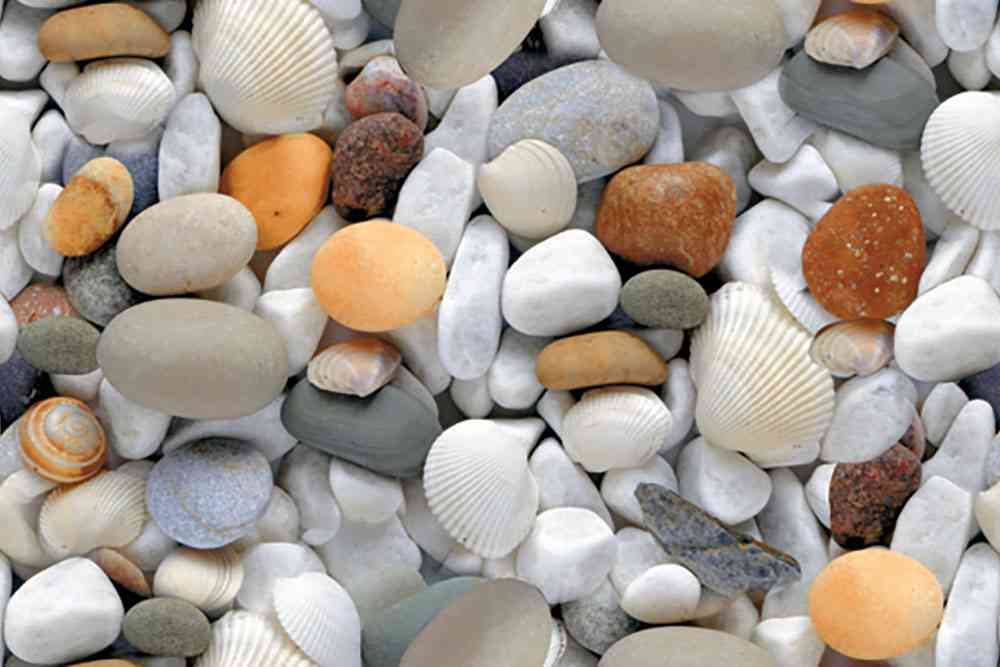 18x12 - Johnson - Coral Dolphin - Dk