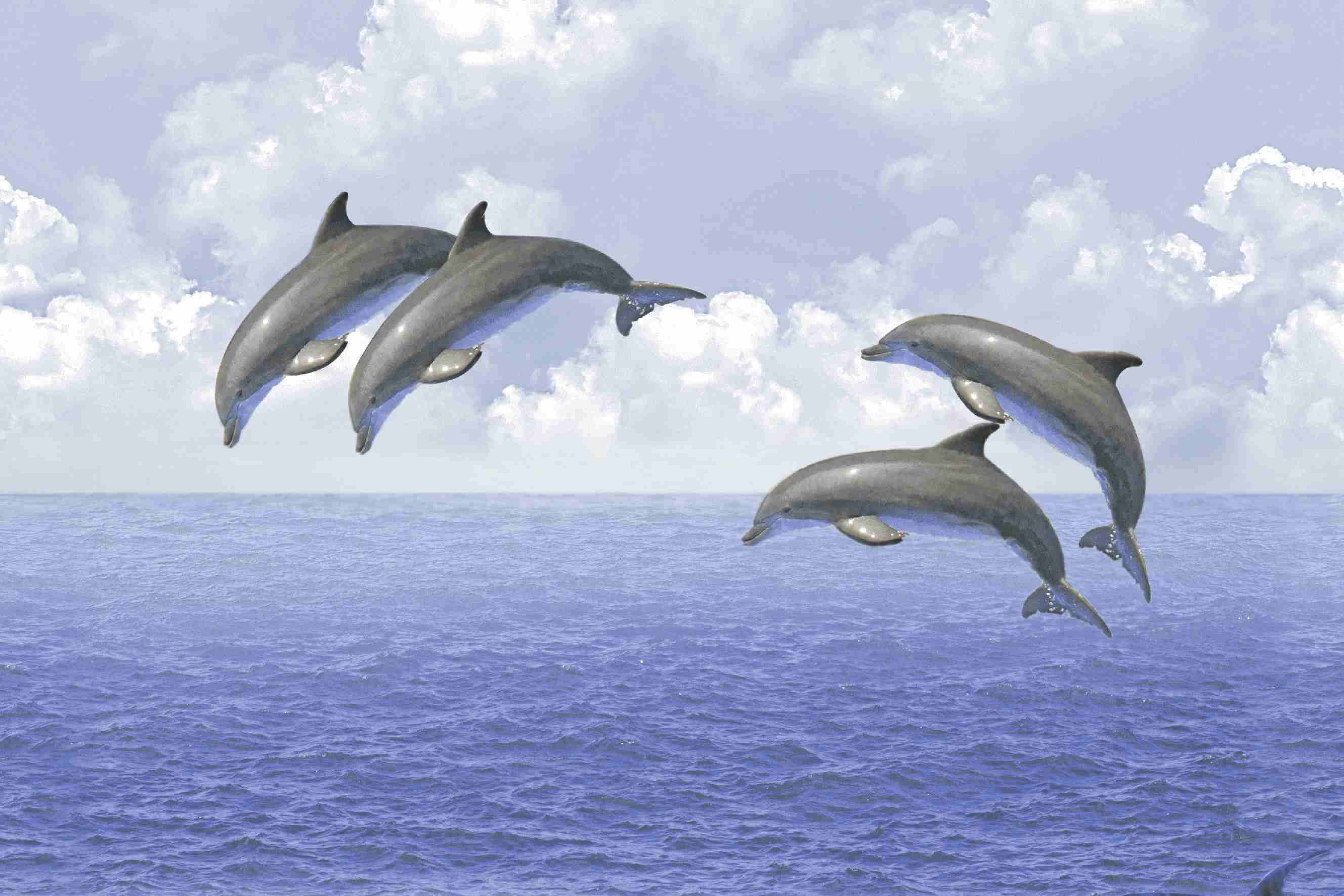 18x12 - Rudra - 16138 - Hl 5