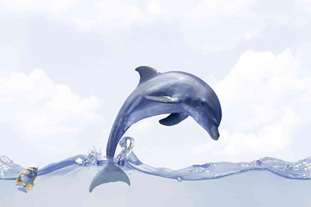 18x12 - Johnson - Coral Dolphin - Hl 1