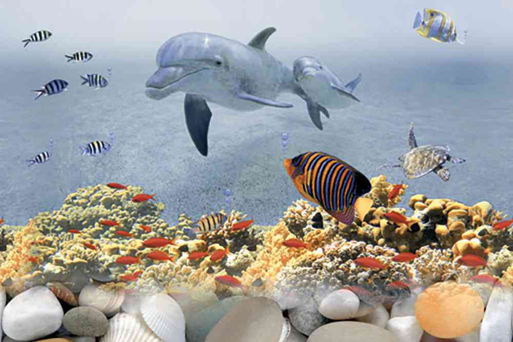 18x12 - Johnson - Coral Dolphin - Hl 2