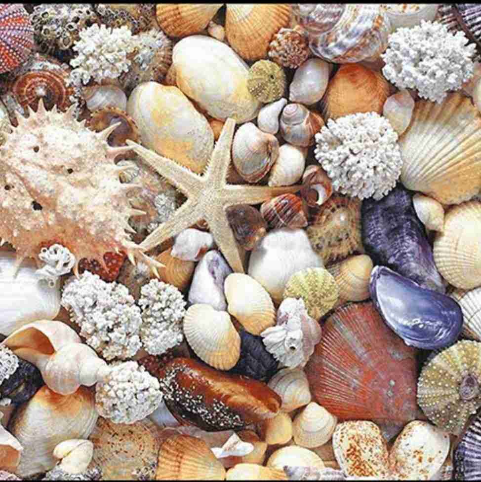 12x12 - Adesh - 2942 - F